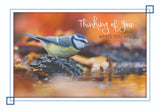 BOXED CARDS - GW - SONG BIRDS