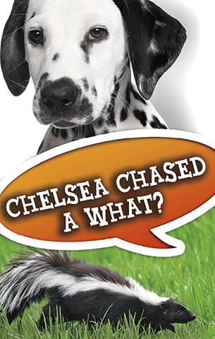 TRACT - CHELSEA CHASED A WHAT?