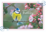 BOXED CARDS - BD - SONG BIRDS