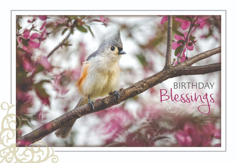 BOXED CARDS - BD - SONG BIRDS