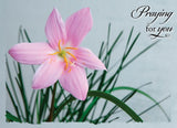 BOXED CARDS - SYM - LILLIES