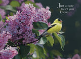 BOXED CARDS - TOY - BIRDS