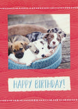 BOXED CARDS - BD - PLAYFUL PUPPIES